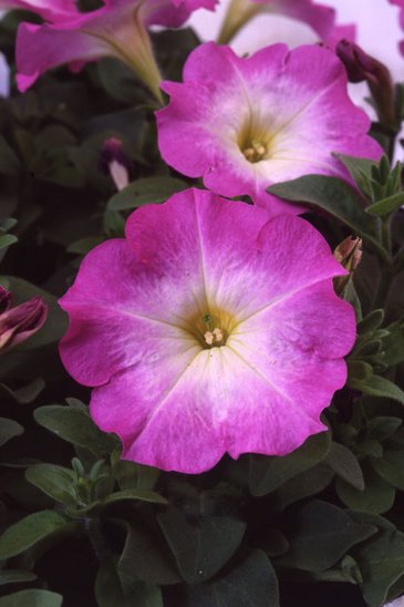 Петуния многоцветковая (Petunia multiflora)