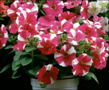 Петуния мелкоцветковая (Petunia milliflora)
