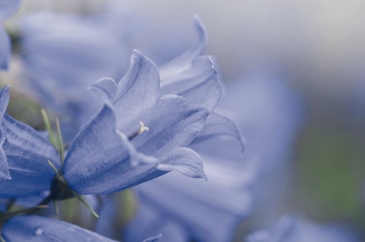 Колокольчик ложечницелистный (Campanula cochlearifolia)
