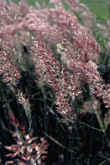 Мелинис нервноколосковый (Melinis nerviglumis)