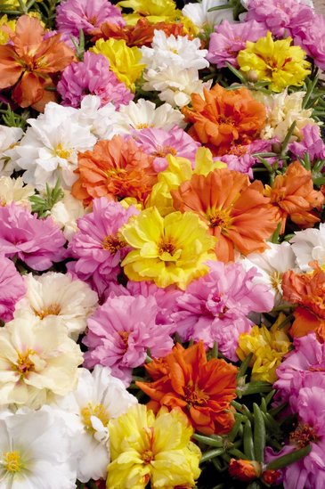 Портулак крупноцветковый (Portulaca grandiflora)