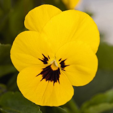 Виола рогатая (Viola cornuta)