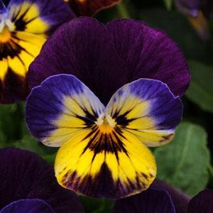 Виола рогатая (Viola cornuta) Виола рогатая (Viola cornuta)