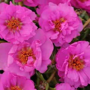 Портулак крупноцветковый (Portulaca grandiflora) Портулак крупноцветковый (Portulaca grandiflora)