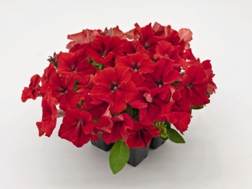 Петуния крупноцветковая (генетически компактная) (Petunia grandiflora)