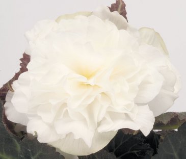 Бегония клубневая махровая (Begonia tuberhybrida)