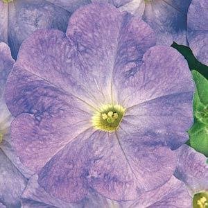 Петуния многоцветковая (Petunia multiflora)