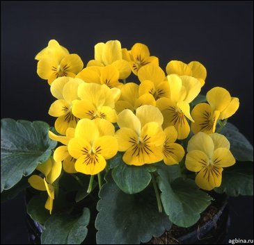 Виола рогатая (Viola cornuta)