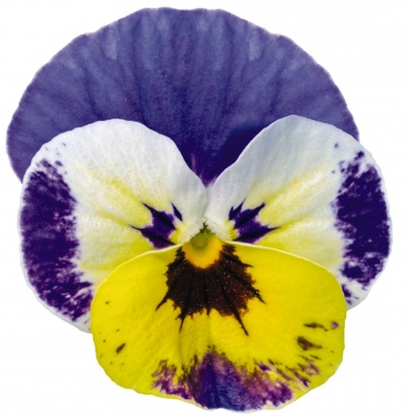 Виола рогатая (Viola cornuta)