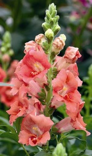 Львиный зев (Антирринум) большой (Antirrhinum majus)
