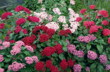 Пентас ланцетовидный (Pentas lanceolata)