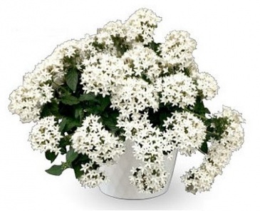 Пентас ланцетовидный (Pentas lanceolata)