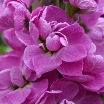 Левкой седой (Matthiola incana)