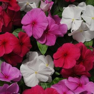 Катарантус розовый (Vinca rosea)