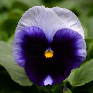 Виола виттрока (Viola wittrockiana)