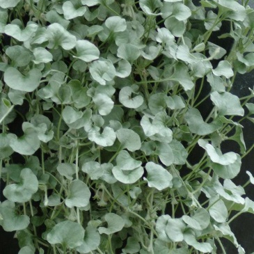 Дихондра серебристая (ползучая) (Dichondra argentea (repens))