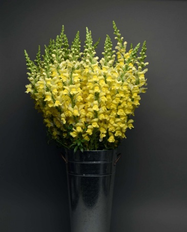 Львиный зев (Антирринум) большой (Antirrhinum majus)