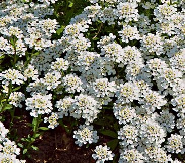 Иберис вечнозеленый (Iberis sempervirens)