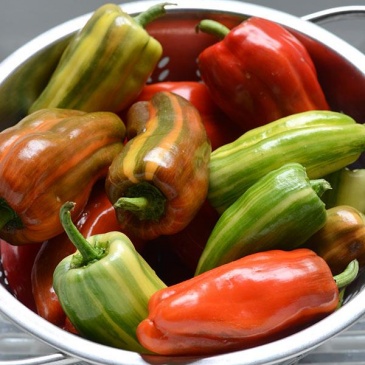 Перец летний (Capsicum annuum)
