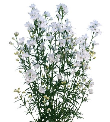 Дельфиниум китайский (Delphinium chinensis)