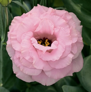 Лизиантус (Эустома) крупноцветковый (Lisianthus grandiflorum)