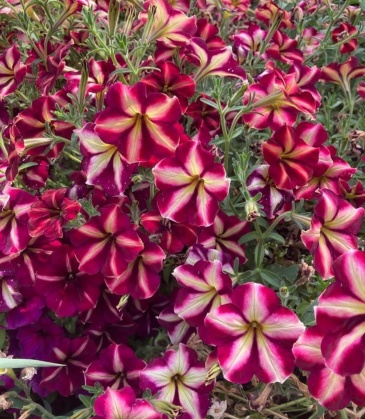 Петуния ампельная гибридная (Petunia x hybrida)