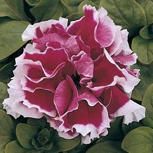 Петуния крупноцветковая махровая (Petunia hybrida)