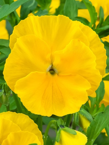 Виола Виттрока (Viola wittrockiana)
