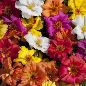 Портулак крупноцветковый (Portulaca grandiflora)