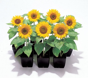 Подсолнечник летний (Helianthus annuus)