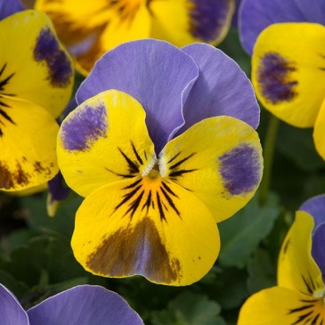 Виола рогатая (Viola cornuta)