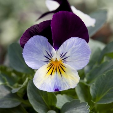 Виола рогатая (Viola cornuta)