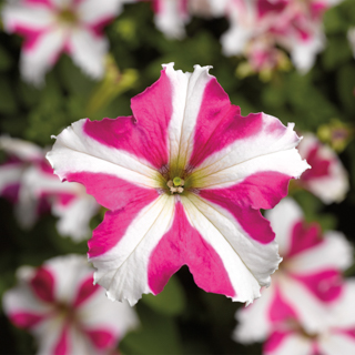 Петуния крупноцветковая (Petunia grandiflora)