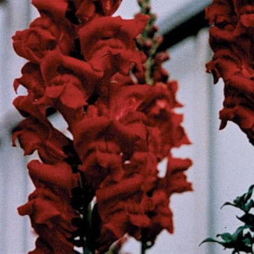 Львиный зев (Антирринум) большой (Antirrhinum majus)