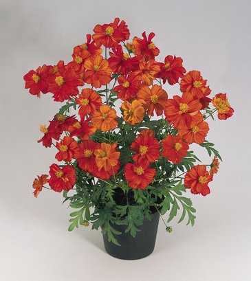 Космея сернисто-желтая (Cosmos sulphureus)