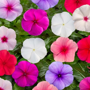 Катарантус розовый (Vinca rosea)