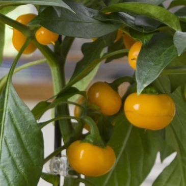 Перец летний (Capsicum annuum)