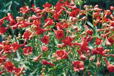 Дельфиниум голый (Delphinium nudicaule)