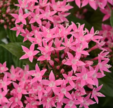 Пентас ланцетовидный (Pentas lanceolata)