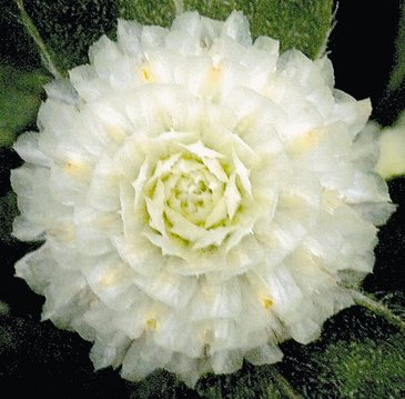 Гомфрена шаровидная (Gomphrena globosa)