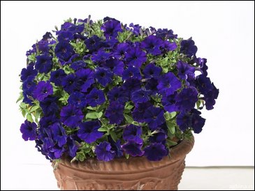 Петуния ампельная гибридная (Petunia x hybrida)