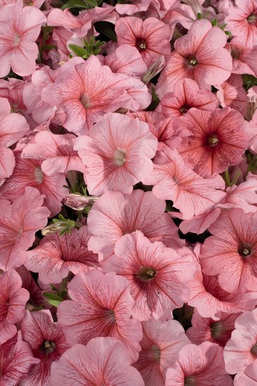 Петуния многоцветковая (Petunia multiflora)