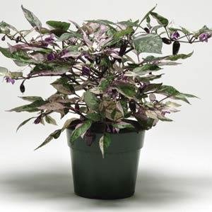 Перец летний (Capsicum annuum)