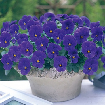 Виола рогатая ампельная (Viola cornuta)