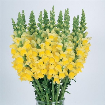 Львиный зев (Антирринум) большой (Antirrhinum majus)