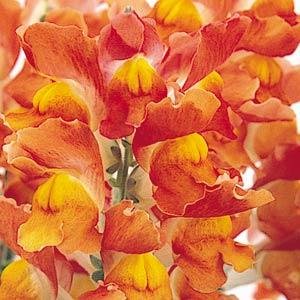 Львиный зев (Антирринум) большой (Antirrhinum majus)