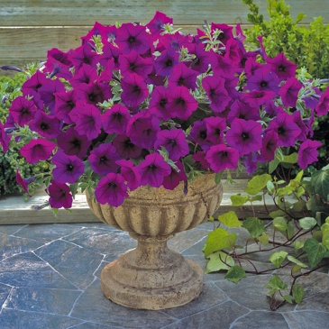 Петуния ампельная гибридная (Petunia х hybrida)