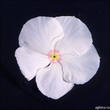 Катарантус розовый (Vinca rosea)