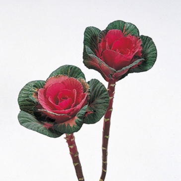 Декоративная капуста (Brassica oleracea)