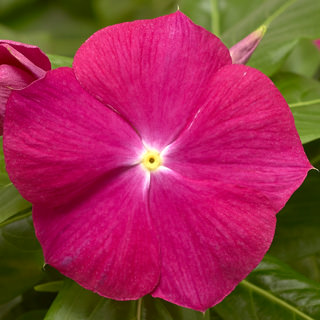 Катарантус розовый (Vinca rosea)